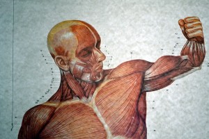muscles-contraction